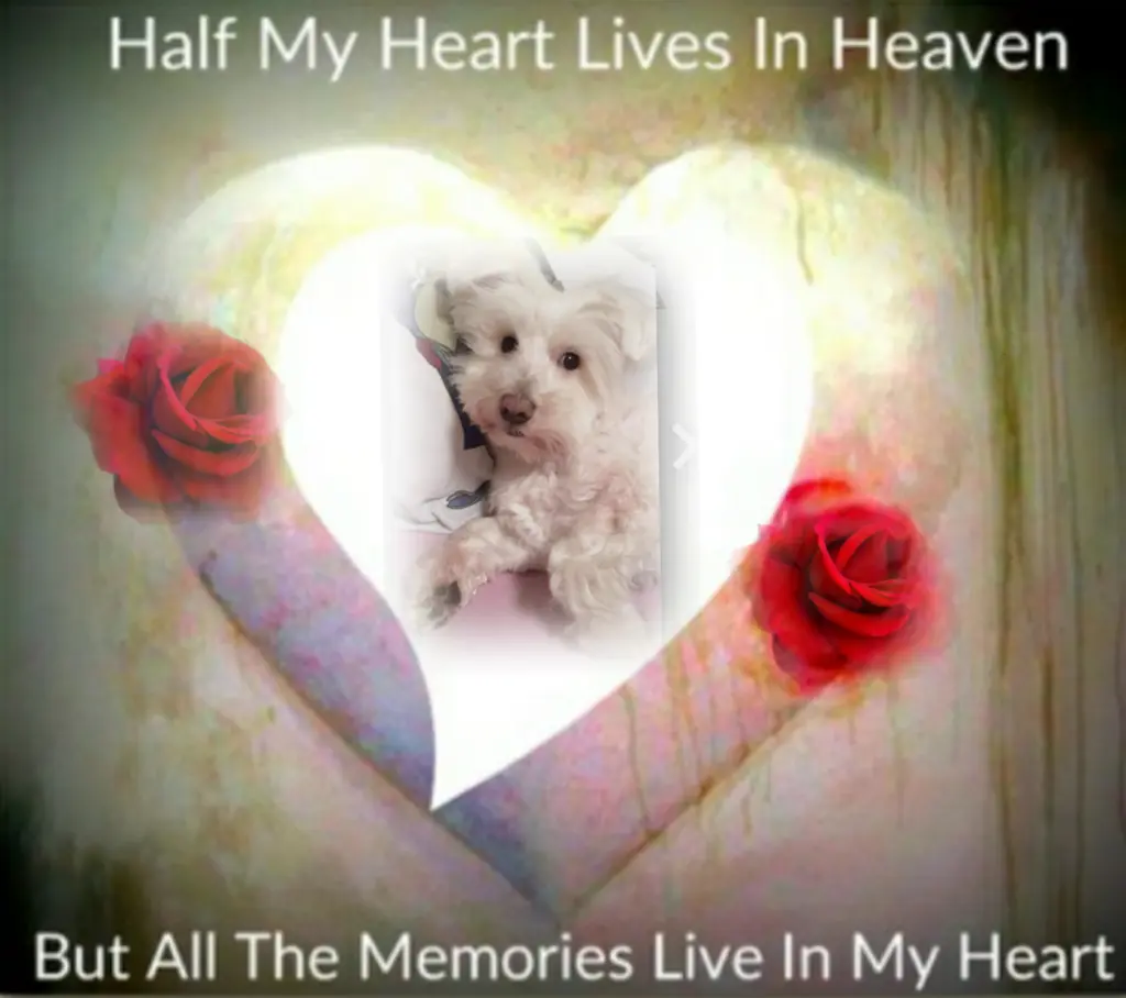 Condolence image of Ewa & Krzysztof mit Jacki tief im Herzen ❤