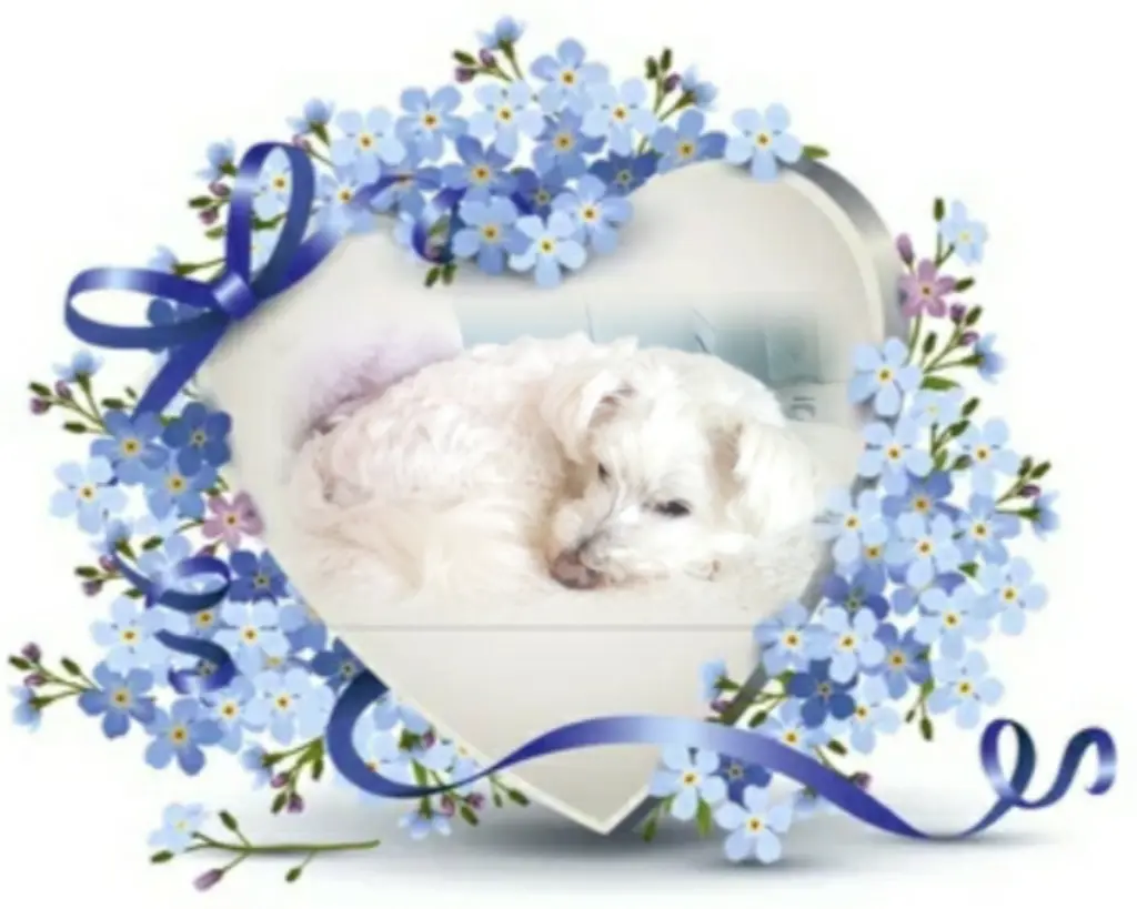 Condolence image of Ewa & Krzysztof mit Jacki tief im Herzen ❤