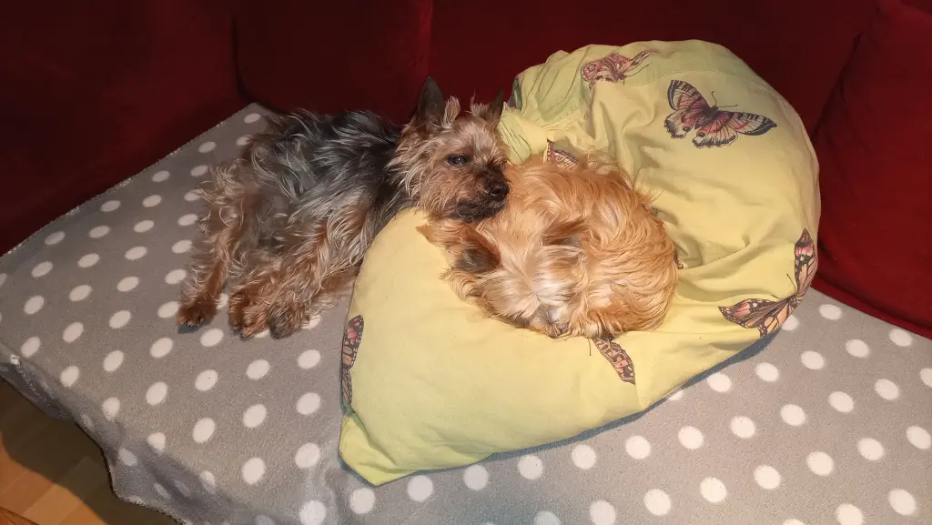 Condolence image of Manuela mit Seelenhund Flick