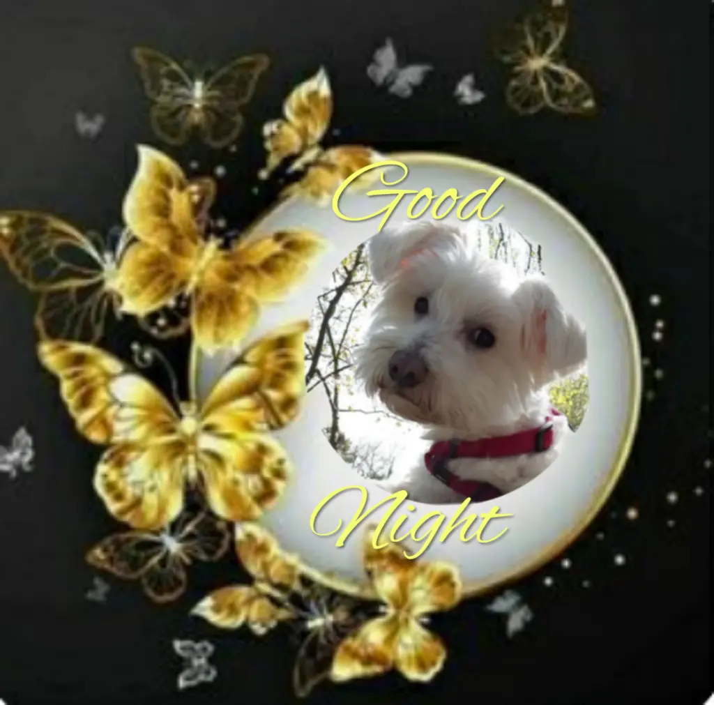 Condolence image of ⭐❤Gute Nacht❤⭐