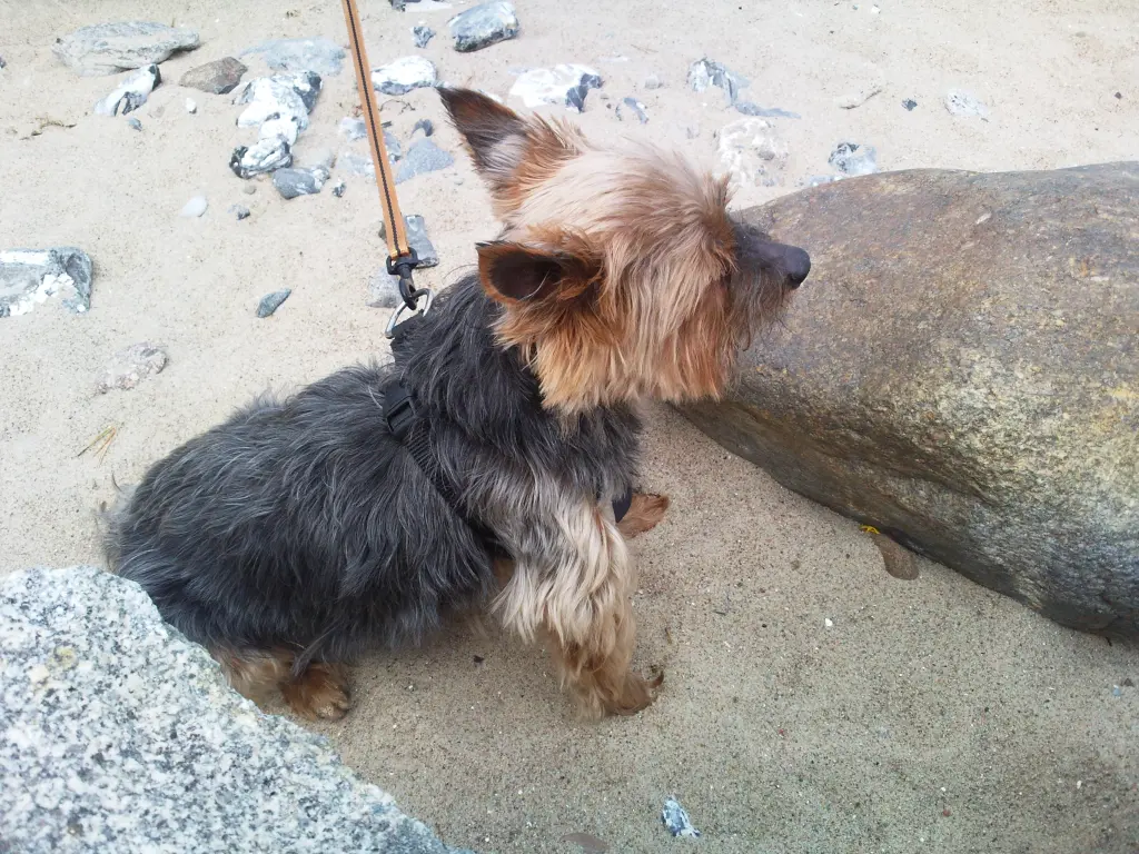 Condolence image of Manuela mit Seelenhund Flick