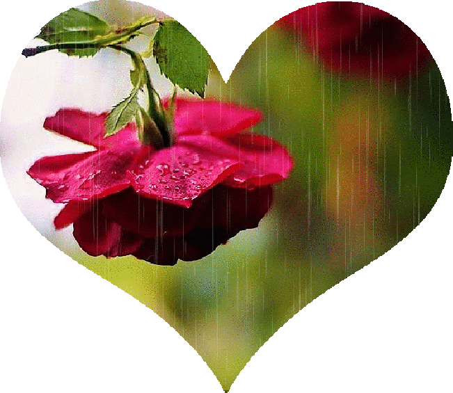 Condolence image of Für meine geliebte Fellnase  ♥️⭐♥️