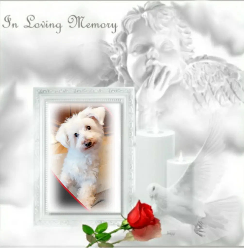 Condolence image of Ewa & Krzysztof mit Jacki tief im Herzen ❤