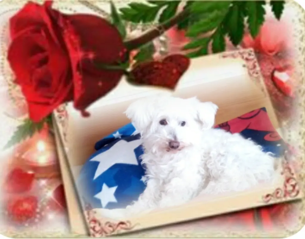 Condolence image of Ewa & Krzysztof mit Jacki tief im Herzen ❤