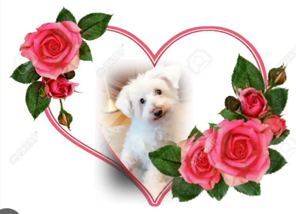 Condolence image of Ewa & Krzysztof mit Jacki tief im Herzen ❤