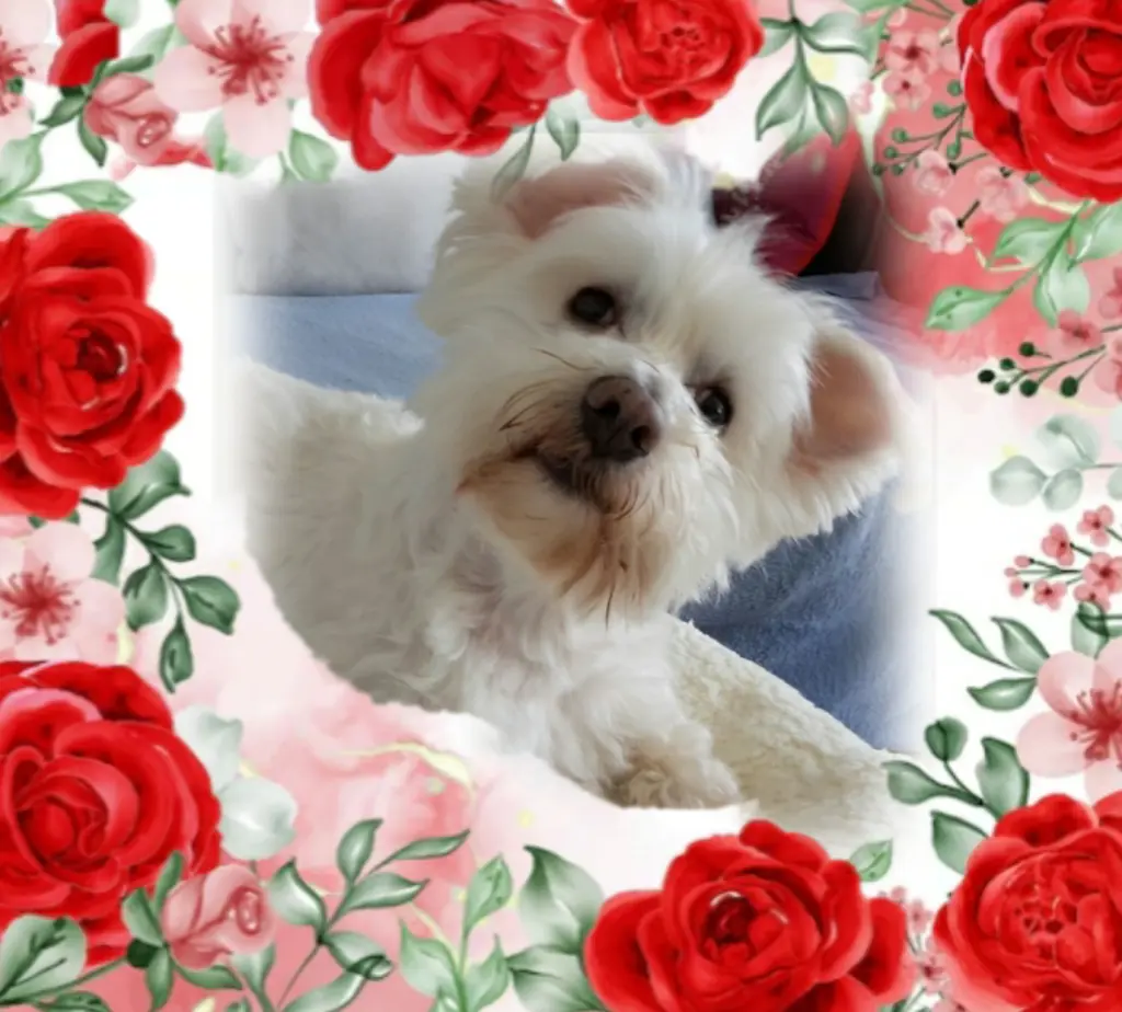 Condolence image of Ewa & Krzysztof mit Jacki tief im Herzen ❤