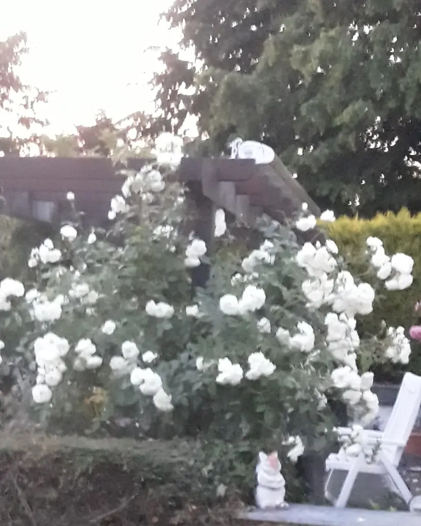 Condolence image of ♥️ Deiner Familie ♥️
