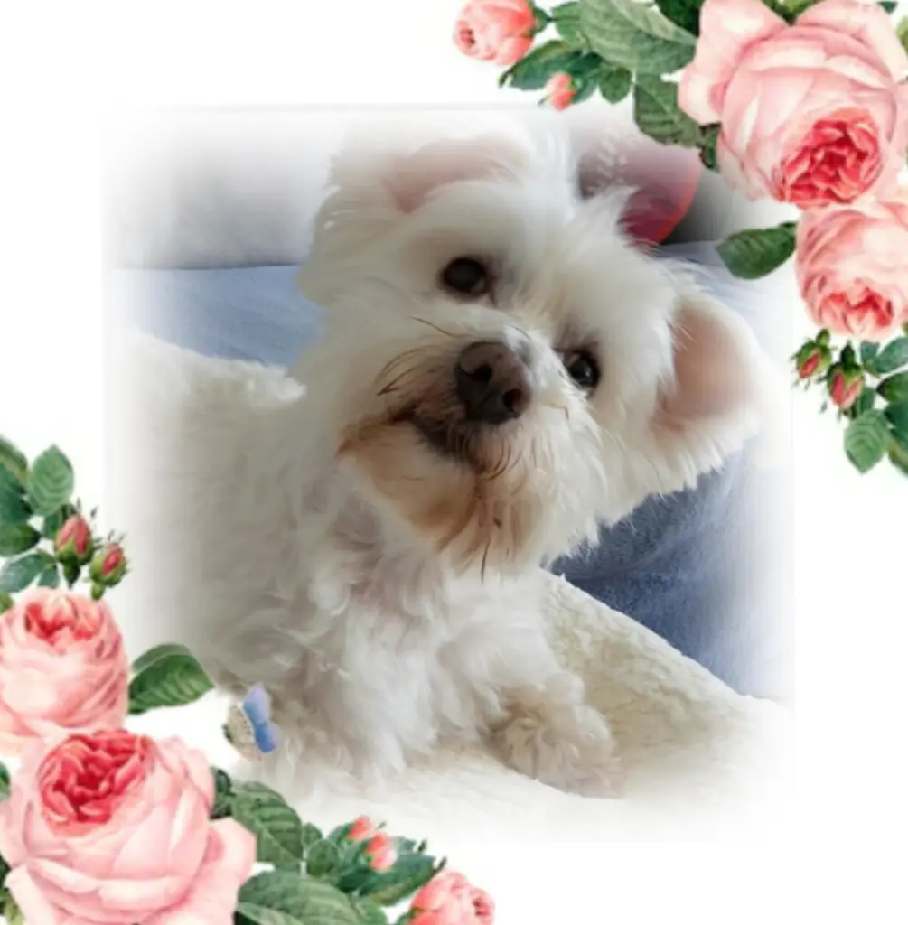 Condolence image of Geliebt❤ und unvergessen❤