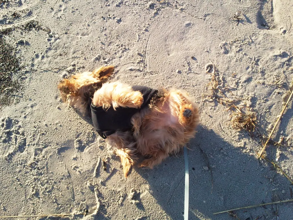 Condolence image of Manuela mit Seelenhund Flick