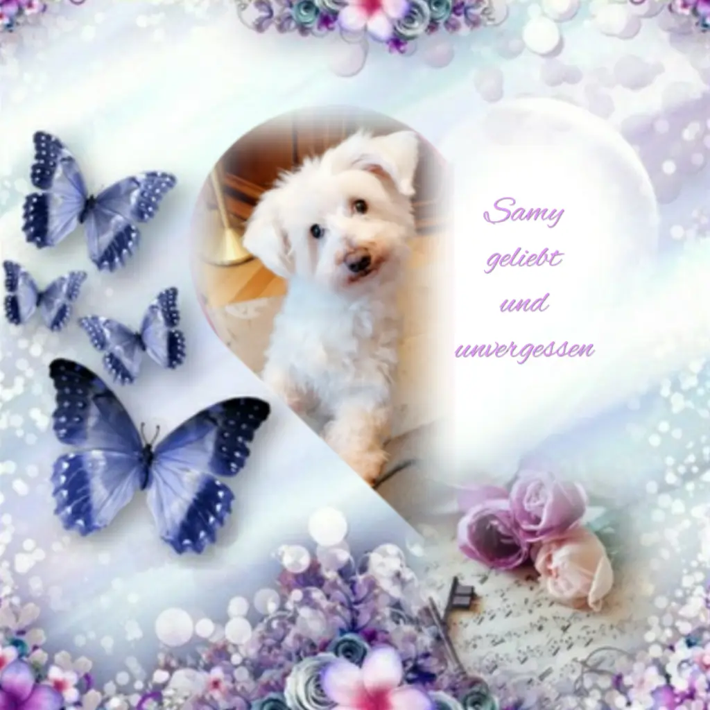 Condolence image of Samy❤geliebt❤ und unvergessen❤