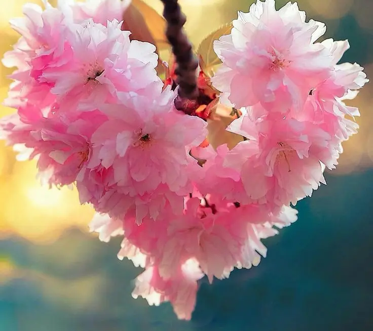 Condolence image of Für unseren kleinen Engel Samy ♥️⭐♥️