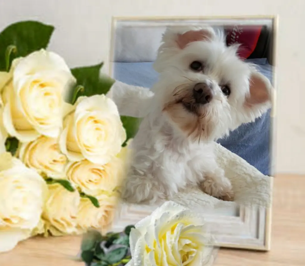 Condolence image of Samy❤ geliebt❤ und unvergessen❤