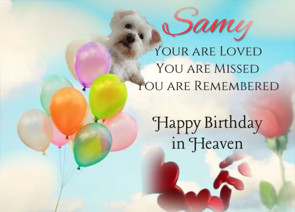 Condolence image of ❤️Happy Birthday Samy❤️