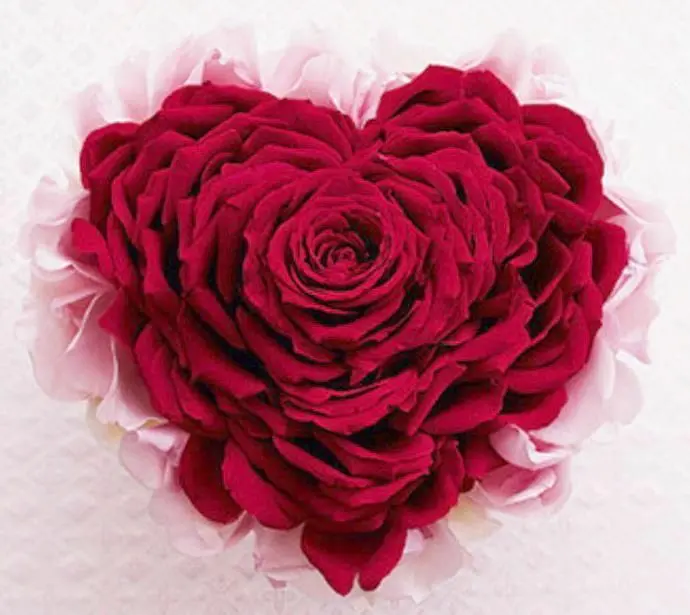Condolence image of In Liebe für Samy ♥️⭐♥️