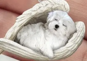 Condolence image of Für unseren kleinen Engel Samy ♥️⭐♥️
