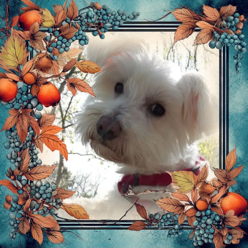 Condolence image of Für ❤️Samy❤️
