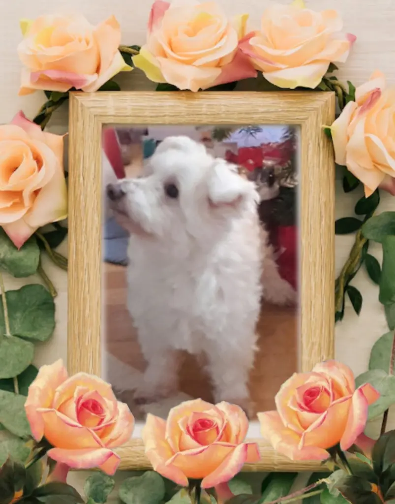 Condolence image of ❤️Samy❤️geliebt und unvergessen❤️