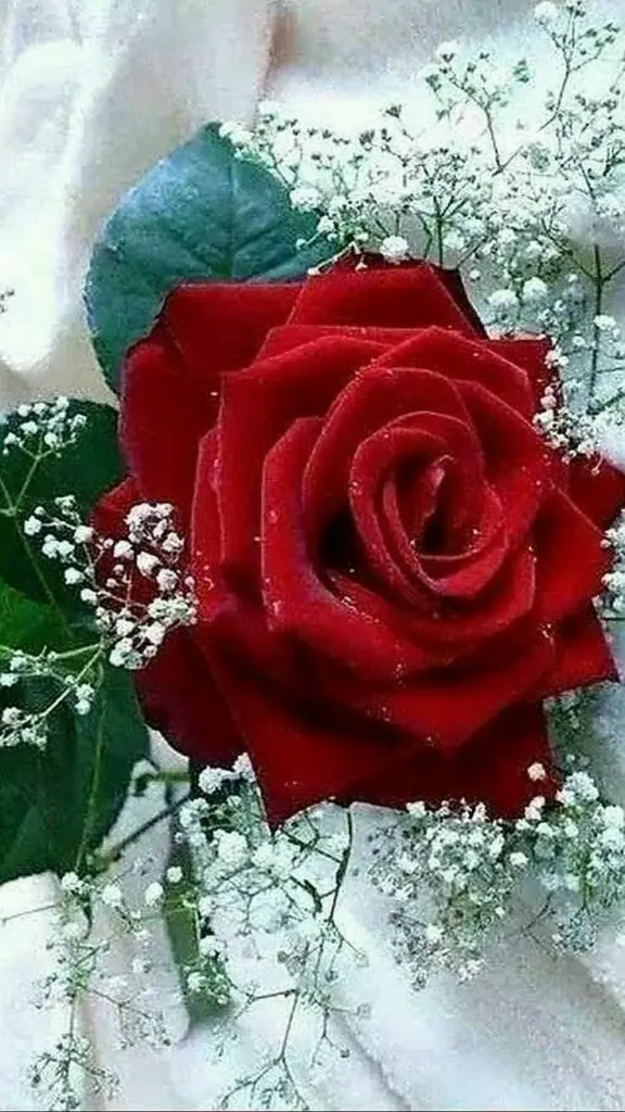Condolence image of In Liebe ♥️ für Samy ♥️⭐♥️