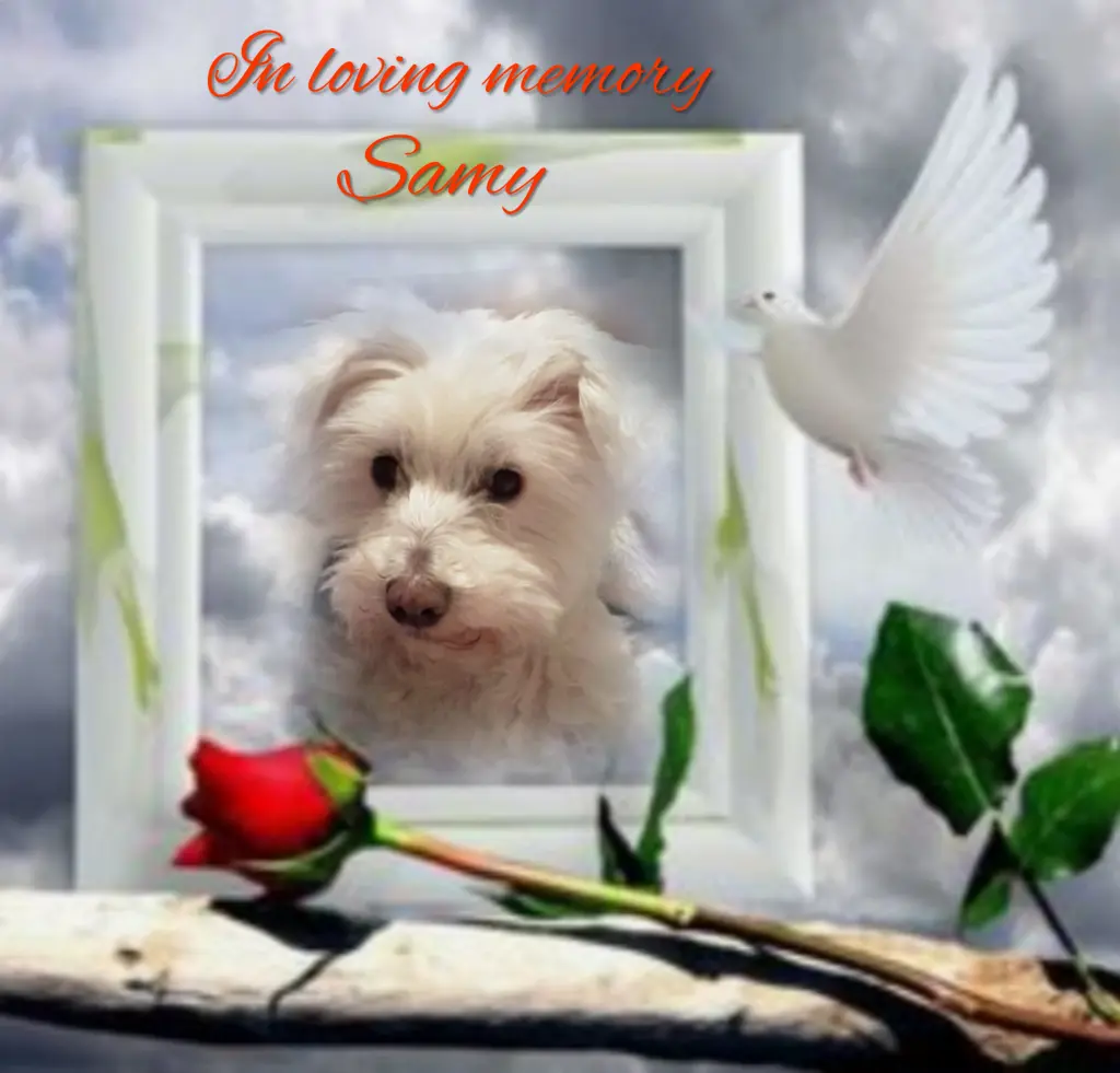 Condolence image of Samy❤️ geliebt❤️ und unvergessen❤️