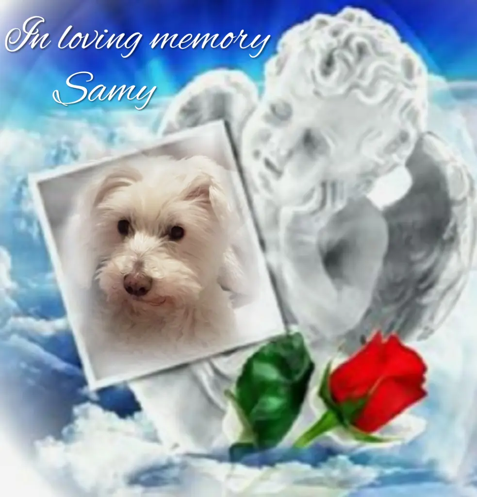 Condolence image of ❤️Samy❤️geliebt und unvergessen❤️