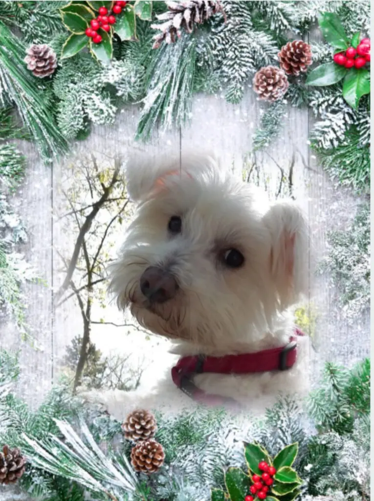 Condolence image of ❤️Weihnachten❤️