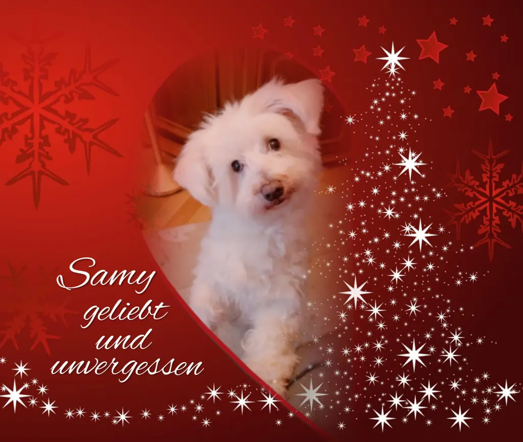 Condolence image of Samy❤️Geliebt und unvergessen❤️