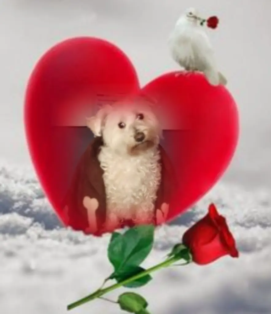 Condolence image of Samy❤️geliebt❤️ und unvergessen❤️