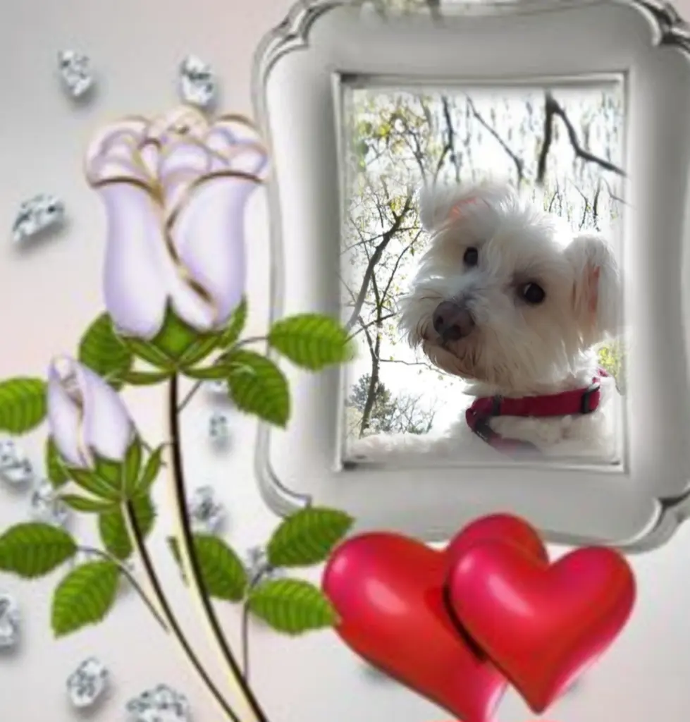 Condolence image of ❤️Ewige Liebe❤️