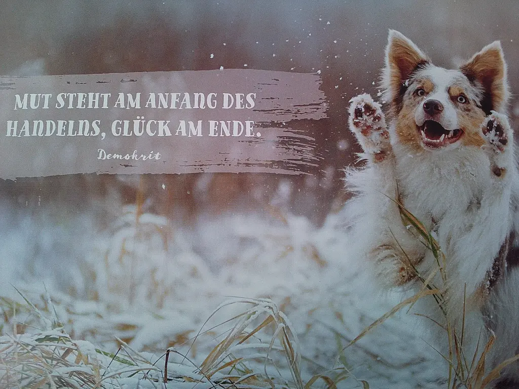 Condolence image of Manuela mit Seelenhund Flick