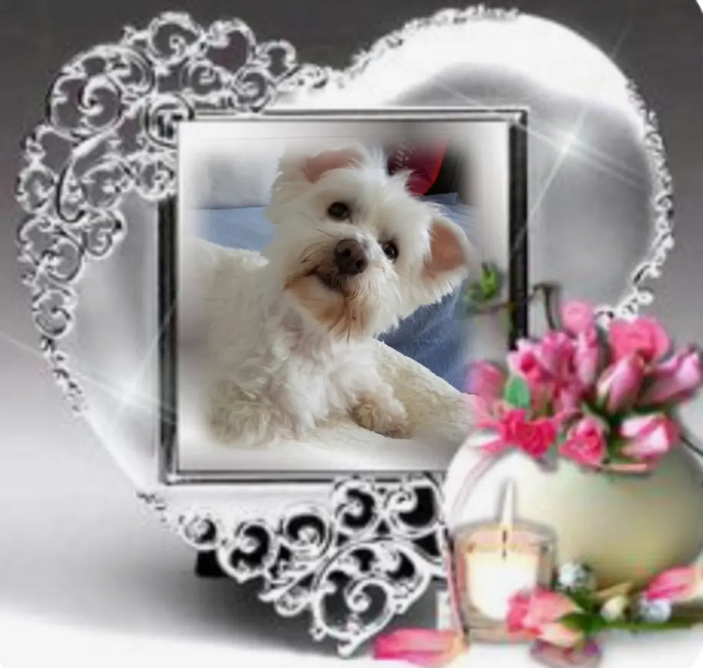 Condolence image of Samy♥️ geliebt♥️ und unvergessen♥️