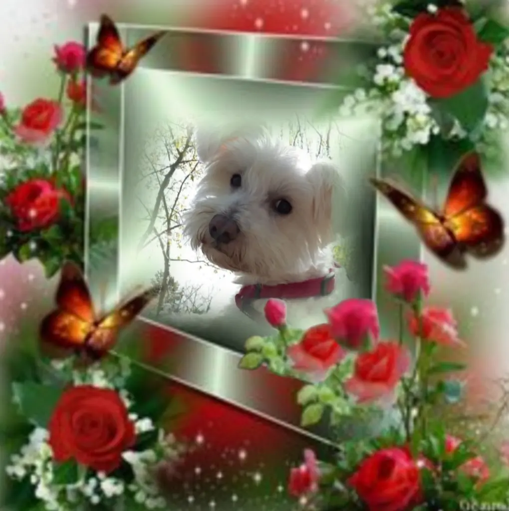 Condolence image of Samy♥️ geliebt♥️ und unvergessen♥️