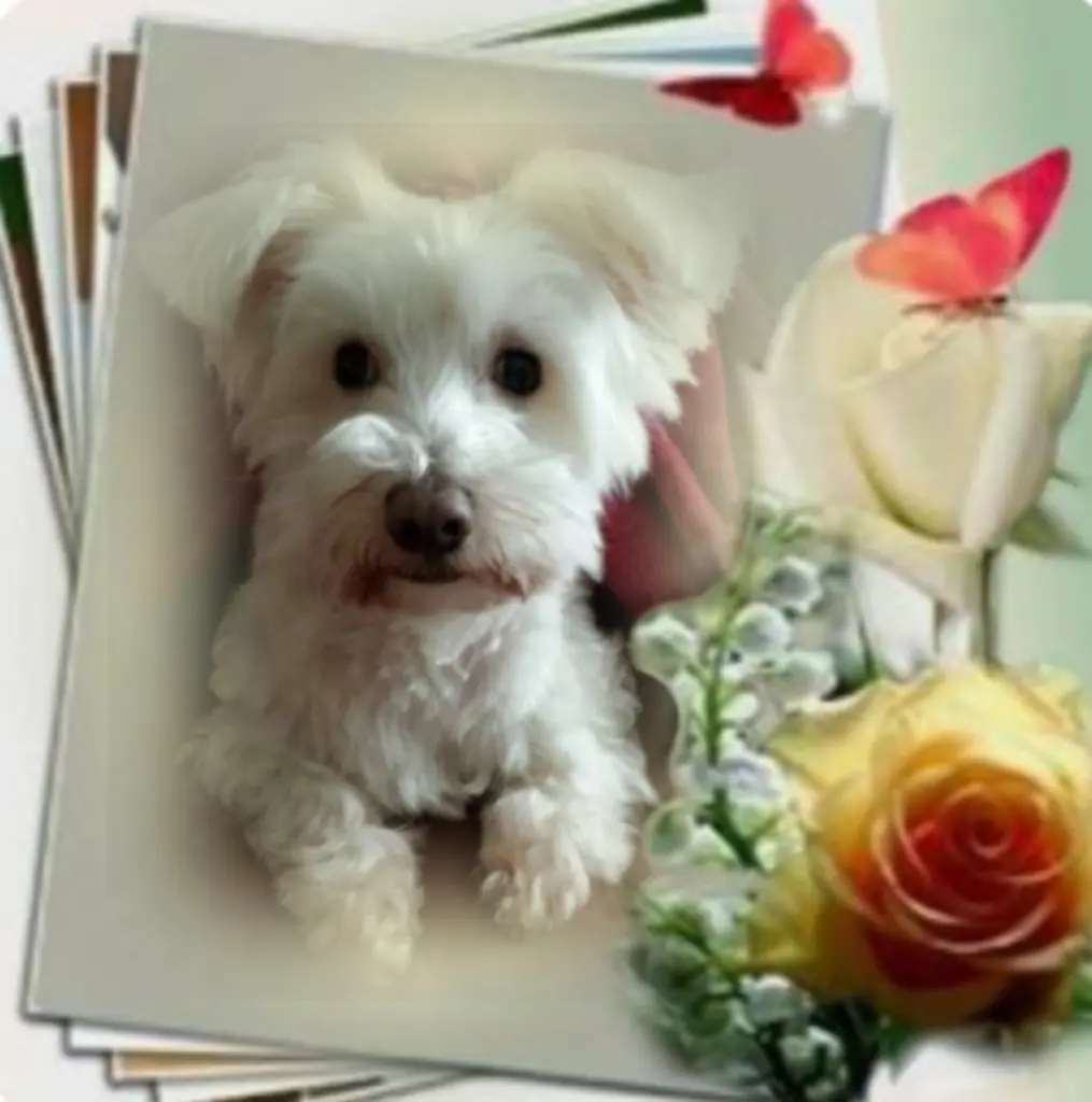 Condolence image of Samy♥️ geliebt♥️ und unvergessen♥️