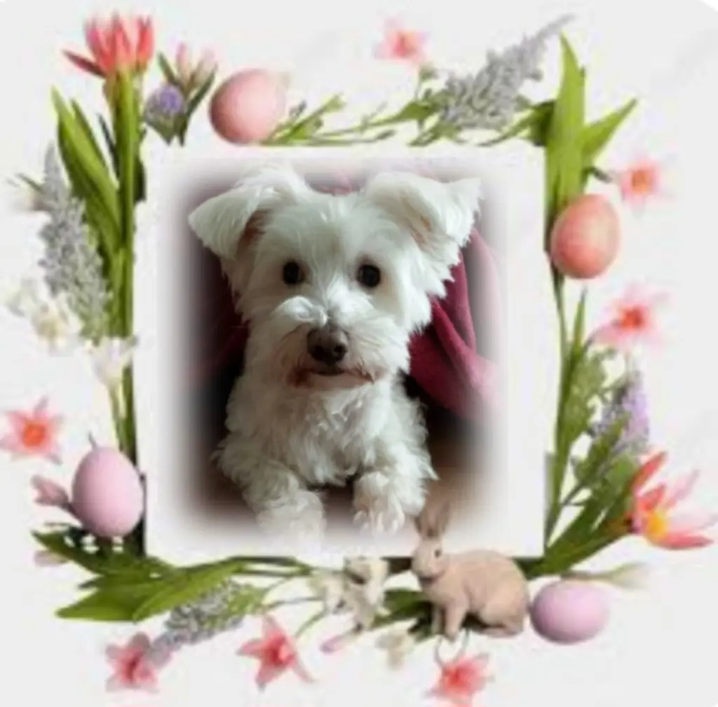 Condolence image of Samy❤️ geliebt❤️ und unvergessen❤️