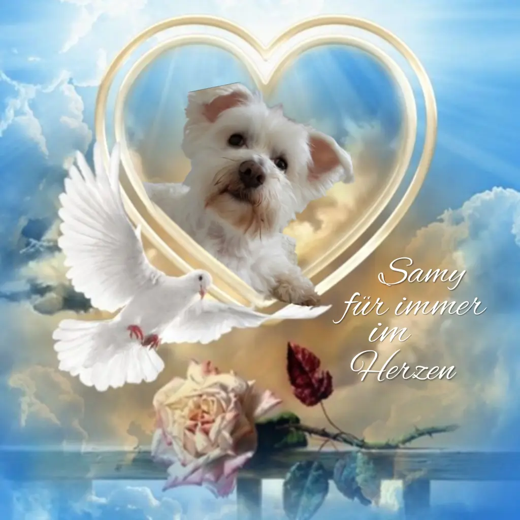 Condolence image of Samy♥️ geliebt♥️ und unvergessen♥️