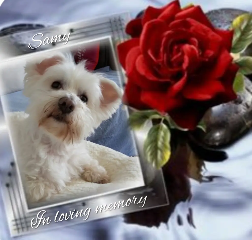 Condolence image of Samy♥️ geliebt♥️ und unvergessen♥️