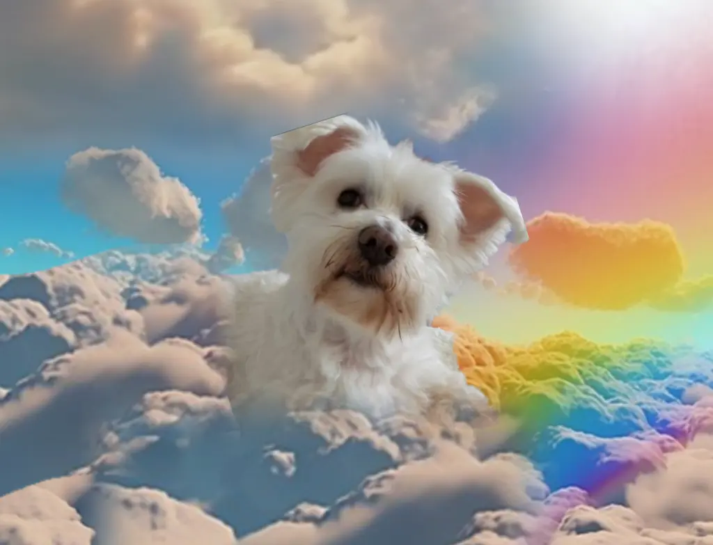 Condolence image of ❤️Grüße aus dem Himmel❤️