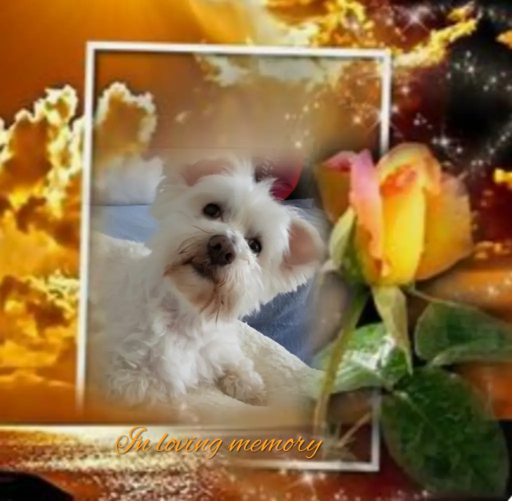 Condolence image of Ewa & Krzysztof mit Jacki tief im Herzen❤️