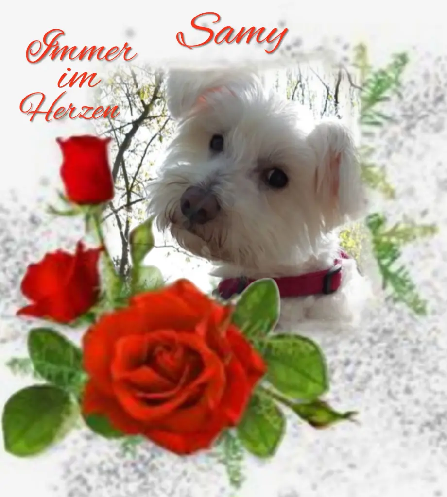 Condolence image of Samy♥️ geliebt♥️ und unvergessen♥️
