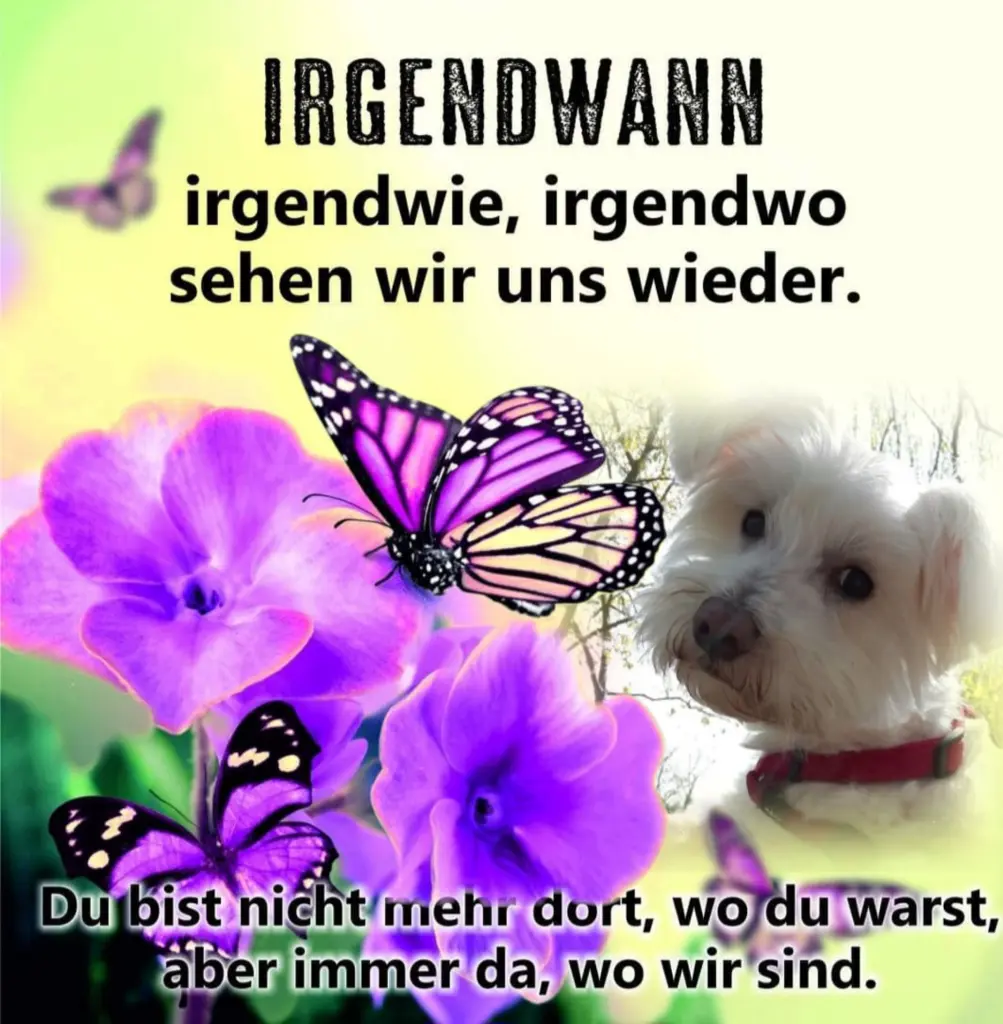 Condolence image of Samy♥️ geliebt♥️ und unvergessen♥️