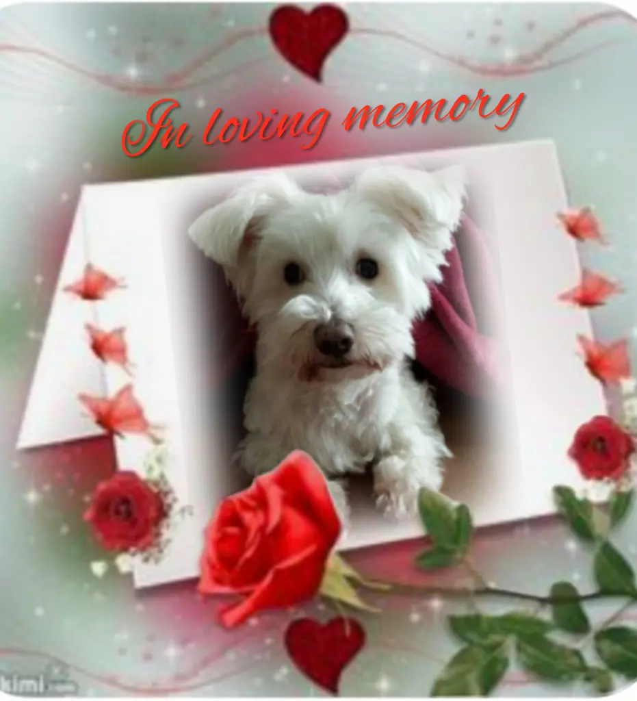 Condolence image of Samy♥️ geliebt♥️ und unvergessen♥️