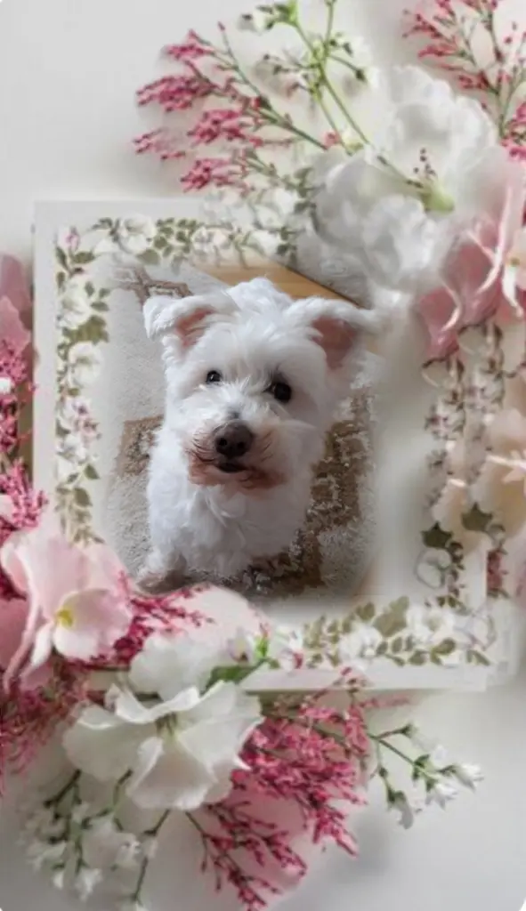Condolence image of Samy♥️ geliebt♥️ und unvergessen♥️ 