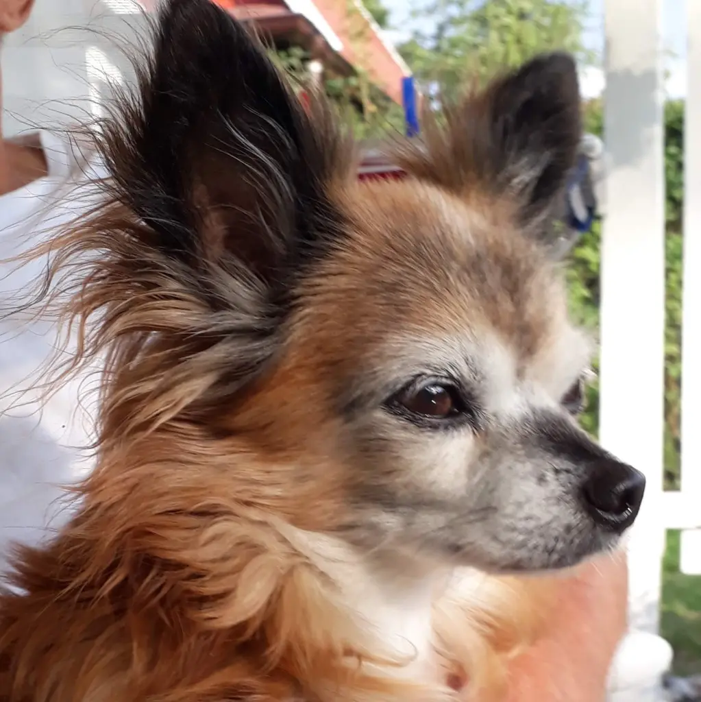 Condolence image of Angelika mit Frodo 