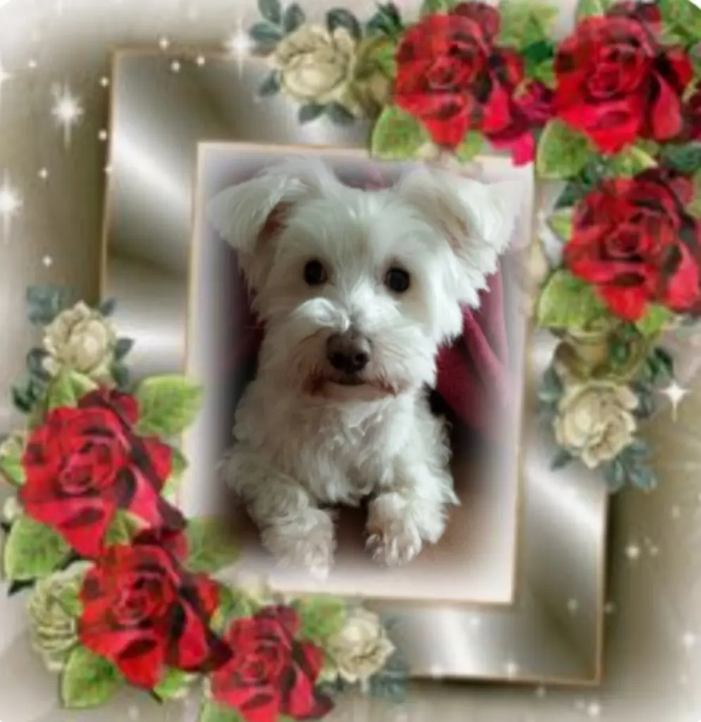 Condolence image of Samy♥️ geliebt♥️ und unvergessen♥️