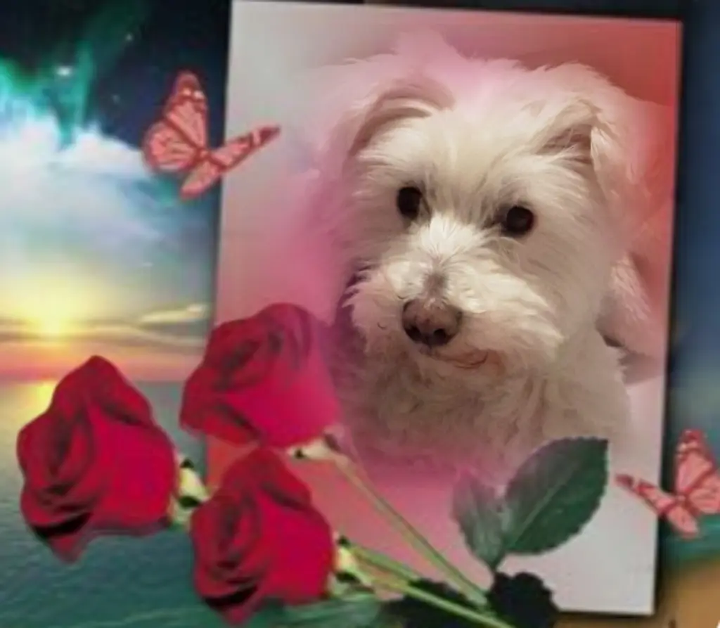 Condolence image of Samy♥️ geliebt♥️ und unvergessen♥️