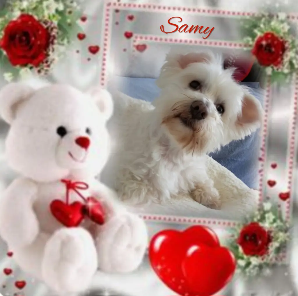 Condolence image of Samy♥️ geliebt♥️ und unvergessen♥️