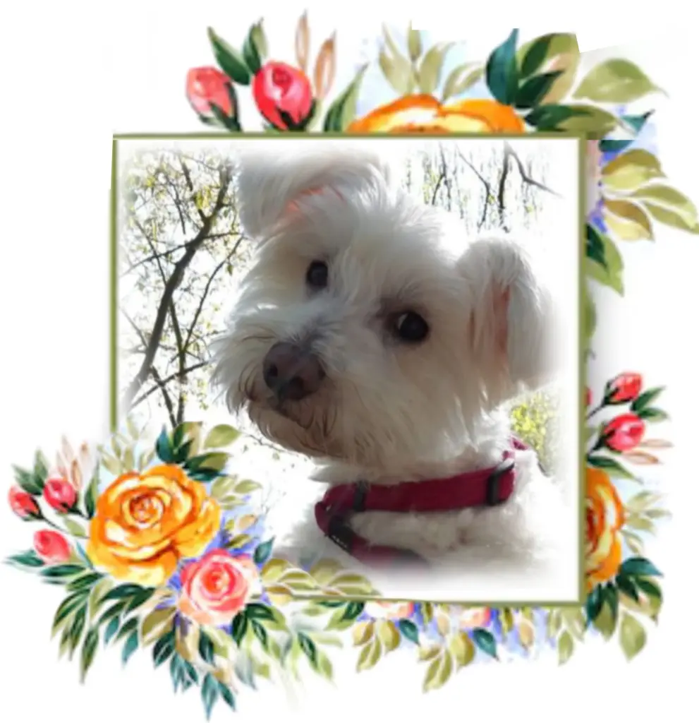 Condolence image of Samy♥️ geliebt♥️ und unvergessen♥️