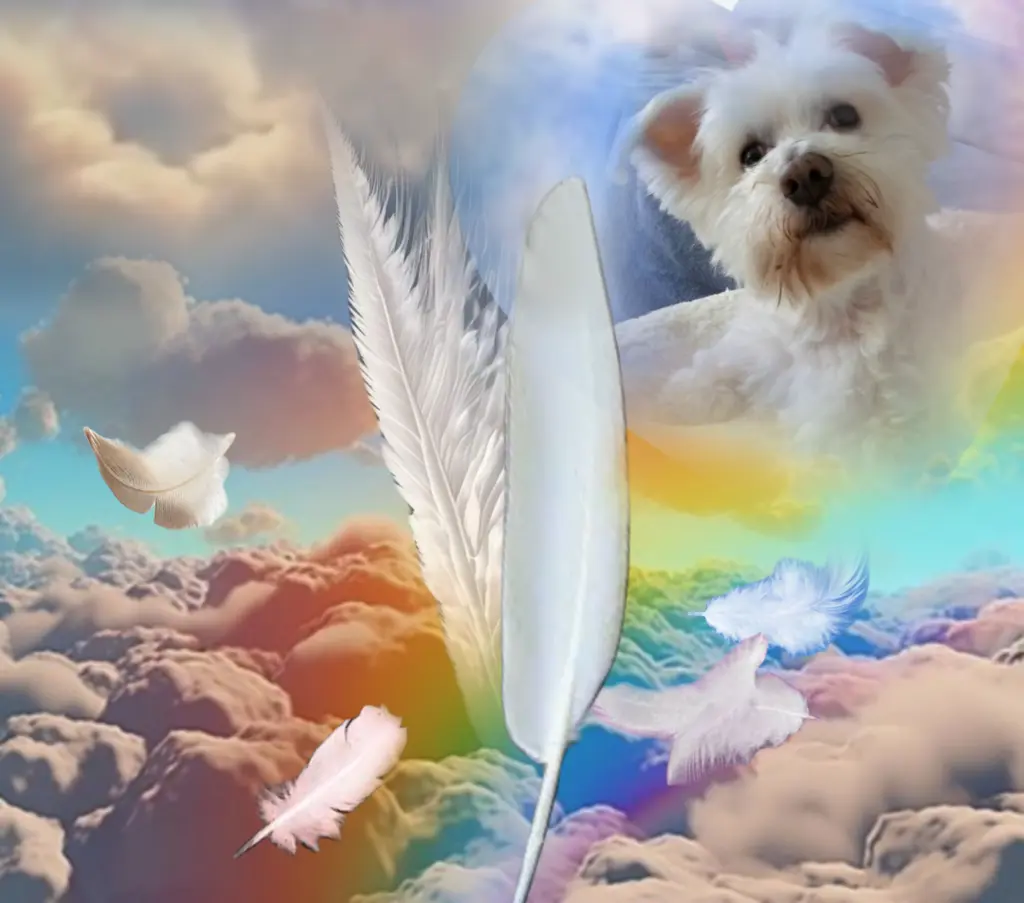 Condolence image of ♥️Grüße aus dem Himmel♥️
