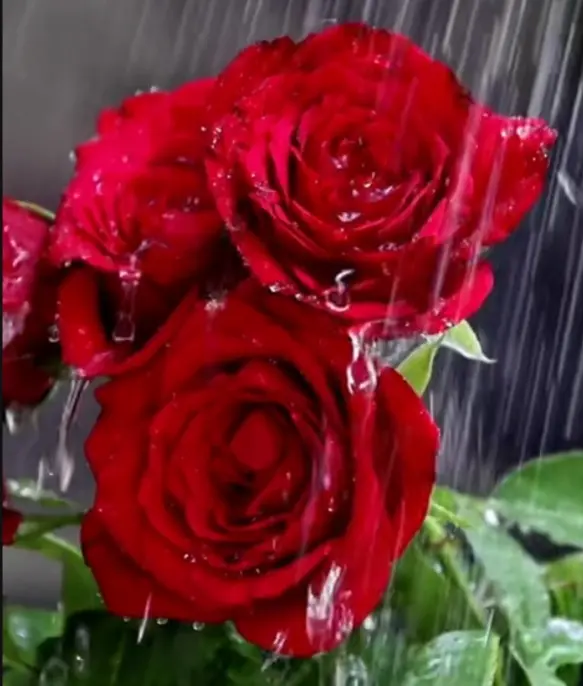 Condolence image of Für unseren kleinen Sonnenschein  ♥️