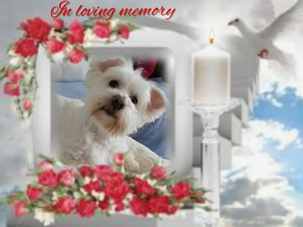 Condolence image of Ewa & Krzysztof mit Jacki tief im Herzen❤️