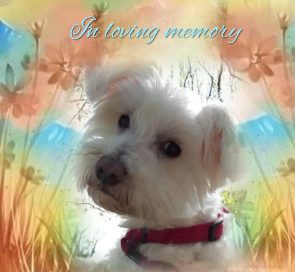 Condolence image of Ewa & Krzysztof mit Jacki tief im Herzen❤️